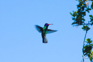 Sendero y Jardín de Colibríes
