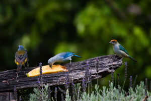 Aves de la zona