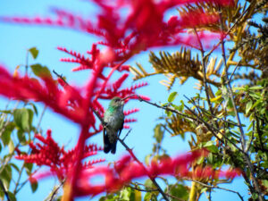 Aves silvestres