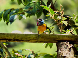 Aves silvestres