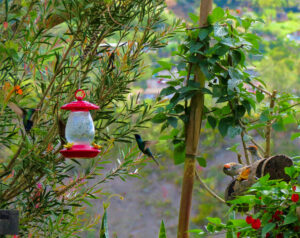 Colibríes