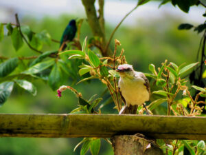 Aves silvestres