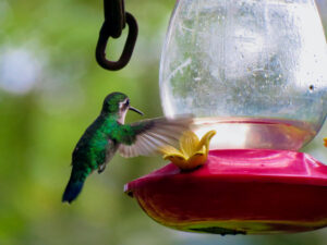 Sendero de los colibríes, Hostería Cananvalle