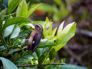 Aves silvestres
