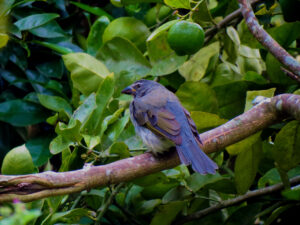 Aves silvestres