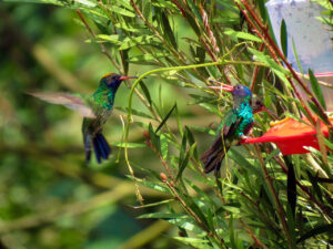 Colibríes